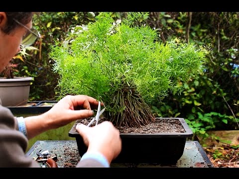 how to trim asparagus ferns