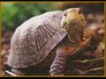 dinosaurios  zabaltze gela 
