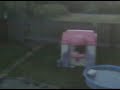 Deer in the yard