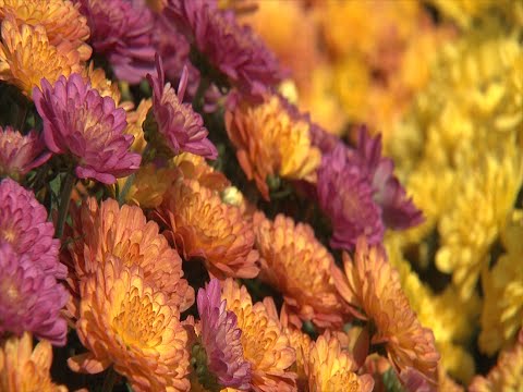 how to transplant mums in fall