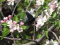 Pipevine Swallowtail