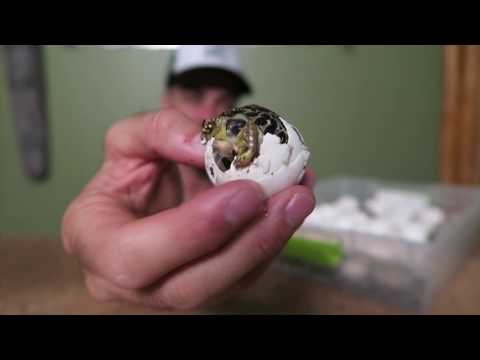 YouTube reptile video