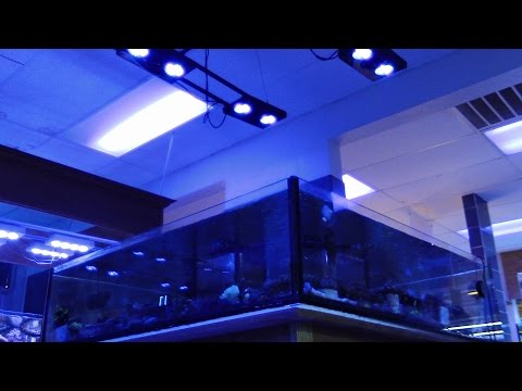 VISIT TO THE LFS EL PASO TX SALTWATER TANK CORAL REEF UPDATE