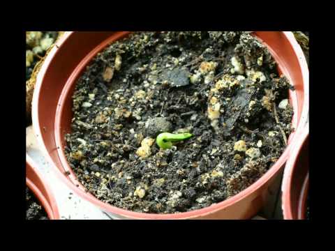 how to care alyssum