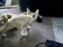 Fennec Chronicles Part 7