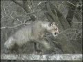 PUMA CHILENO EN ACCION