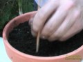 Join www.canadiangardening.com columnist Stephen Westcott-Gratton as he demonstrates how to propagate conifers. Instead of buying more trees to extend his hedge in the garden, Stephen takes clippings from the existing cedars to grow more plants.