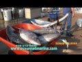 Sunset Marina - "The Daily Catch # 3" 2012