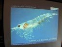 Ocean Life - Arthropods