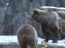 Brown Bears 1 Brown Bears 1