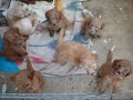 Hawaii Fi-do Service Dogs Ehu's Medium Labradoodles at 5 weeks