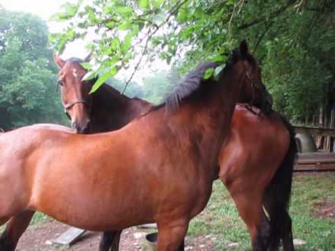 kvertrees - Spike and O'Reilly grooming each other. www.retiredhorses.com.