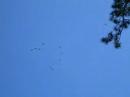 Sandhill Migration