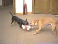 Two Chihuahua playing Two Chihuahua playing