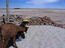 Llama Eats boy in remote Bolivia