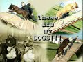 manganellis kennel apbt ukc   stereo  