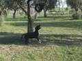 Manganelli's Kennel APBT UKC ( STEREO )
