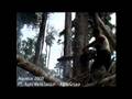 Bukit Orangutan Terakhir