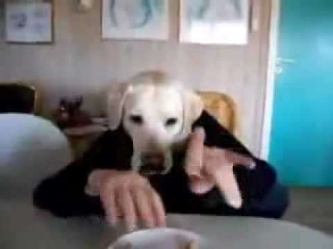 Vidi video