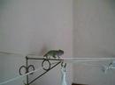 Camaleón comiendo un grillo