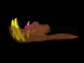 Baryonyx CT Scan Baryonyx CT Scan
