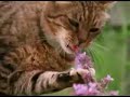 Gatos drogadictos