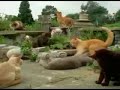 Gatos drogadictos Gatos drogadictos
