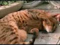 Gatos drogadictos