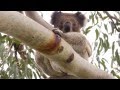 Koala Encounters