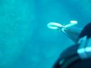 Corvina in caduta Corvina in caduta