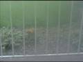 videos de Frolicking Squirrel Burying Nuts
