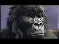 cadbury-add-with-cat-in-hatgorilla.html