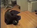 Puppy vs Kitty