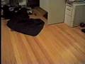 Puppy vs Kitty
