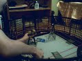 EWAF Bad Blood MAIN EVENT Part 3