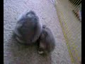 Hammies playing in a Maze