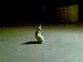 videos de pisica dj optick