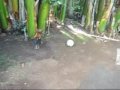 Rooster playing Soccer Rooster playing Soccer