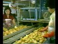 Lettuce Vacuum Cooling and Potato Postharvest Handling