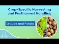 Lettuce Vacuum Cooling and Potato Postharvest Handling