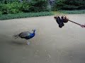 R�nsk�r jagt den Pfau in dem Senatgarten