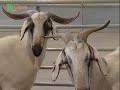 Animais geneticamente modificados