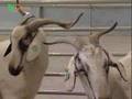 Animais geneticamente modificados