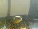 fahaka puffer fish fahaka puffer fish