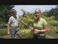 Trimming Sickly Conifers