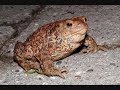 Bumzilla Bumsecreme_0002.wmv