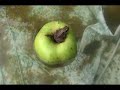 Tadpoles turned into frogs in our garden paddling pool how to grow a frog.mpg