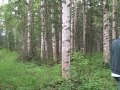 out of the woods out of the woods