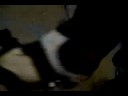 PIT BULL PRANKS- :PAPI LOVES TAPE