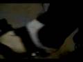 videos de PIT BULL PRANKS- :PAPI LOVES TAPE